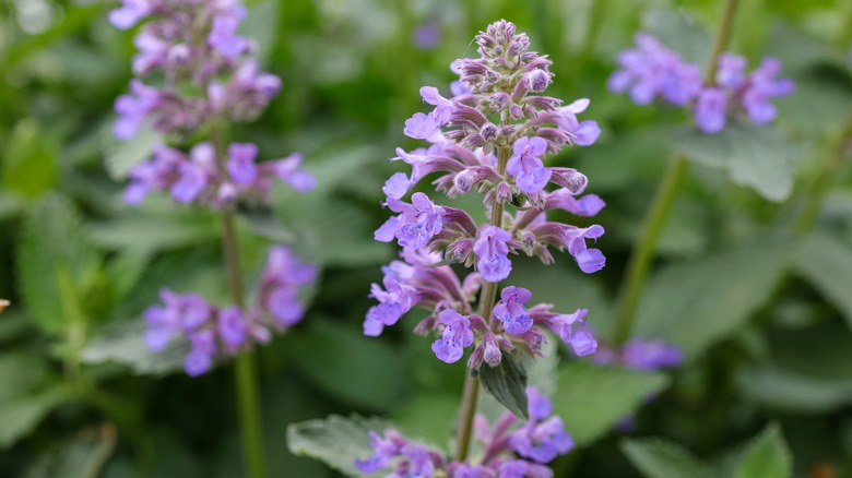 Catmint flowers up close 