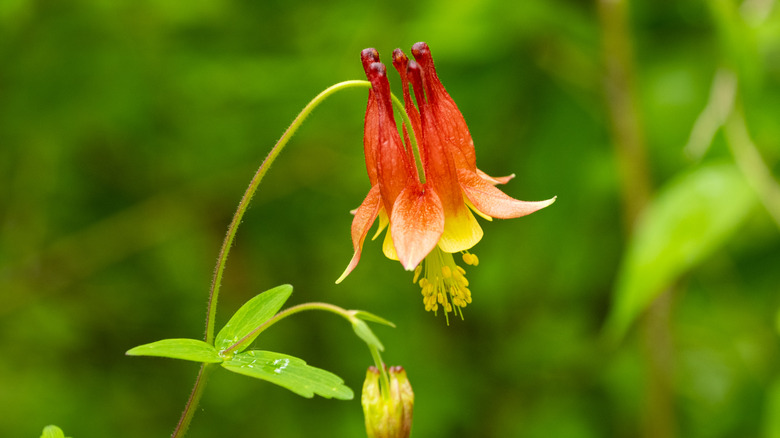 Single red and yellow columbine