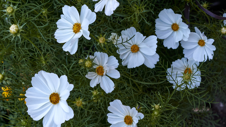 White cosmos flowers in bloom