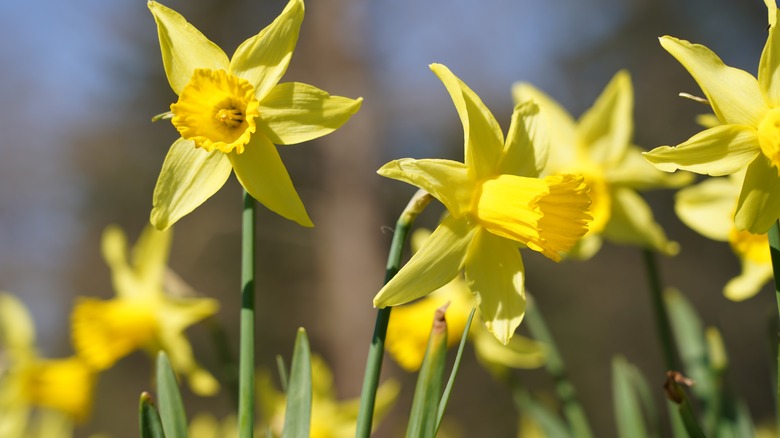 Yellow daffodils in the sun