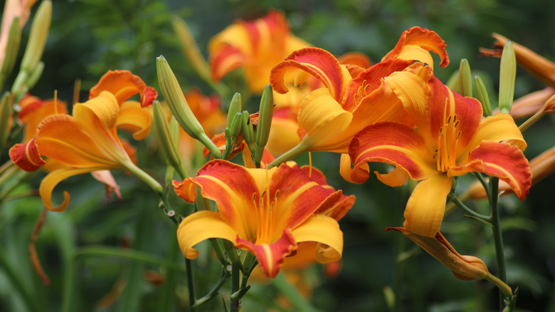 Many yellow and orange daylilies