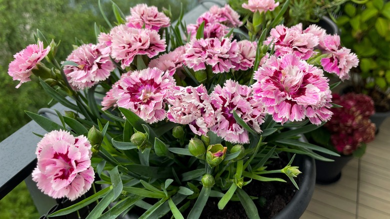 Dianthus growing in a container 