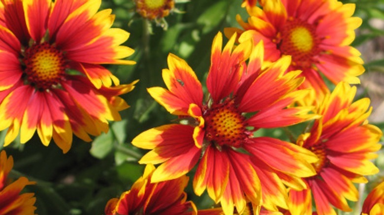 Gaillardia flowers in bloom