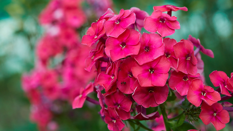 Pink cluster of phlox flowers