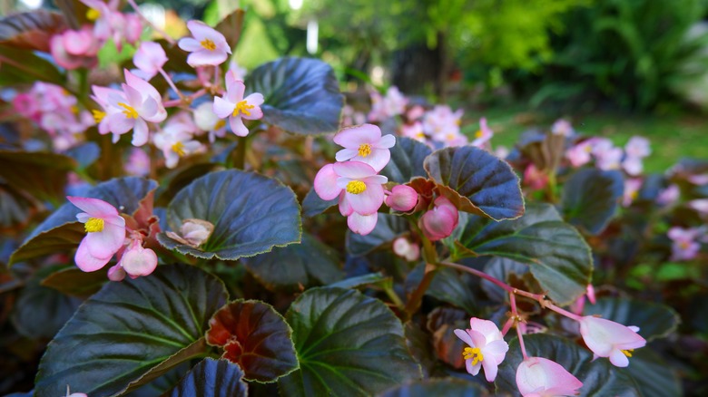 Pink blooming hardy begonias