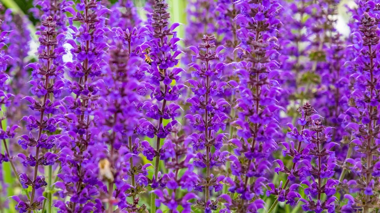 Meadow sage in purple bloom