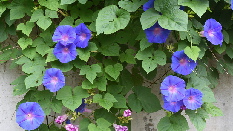 Morning glories cascading from wall