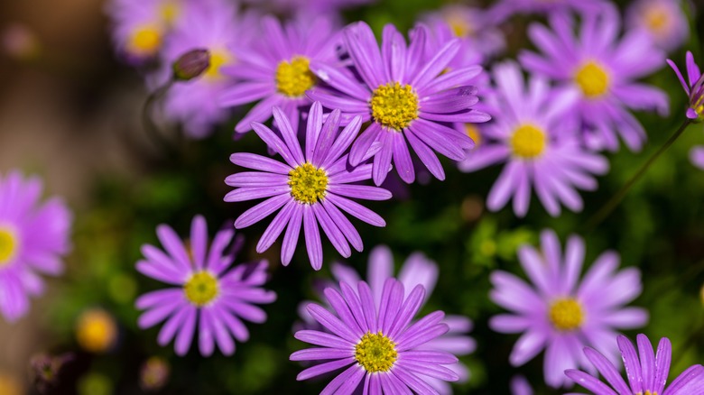 Purple blooming New England asters