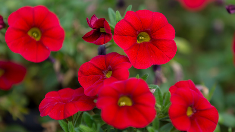 Red petunias in bloom