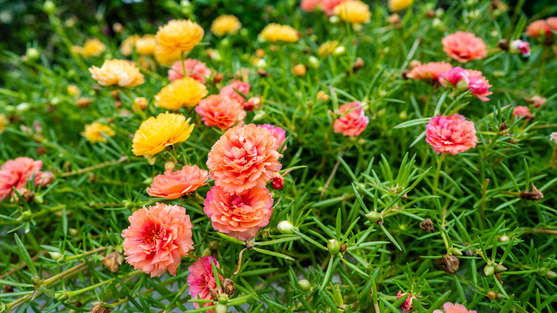 Yellow and peach portulaca flowers 