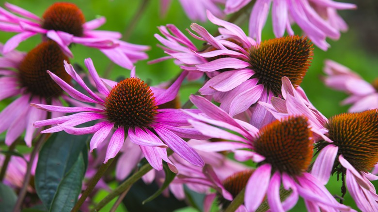 Coneflowers with thin purple petals