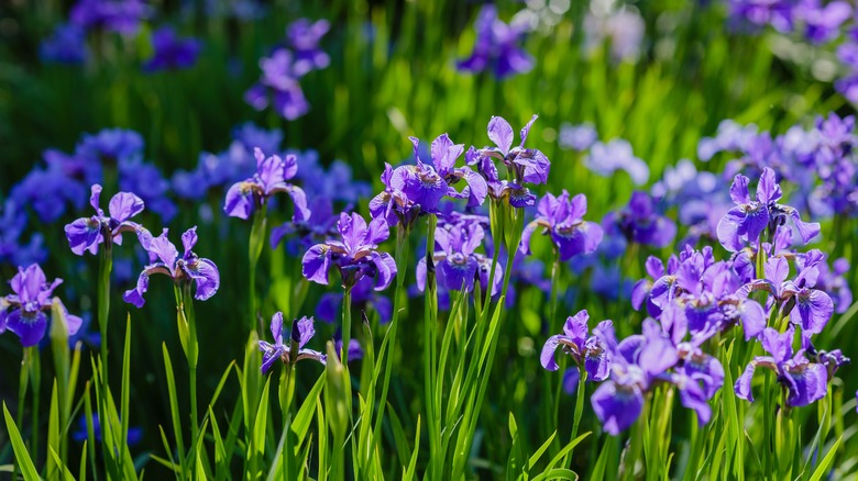 Short blue blooming siberian irises