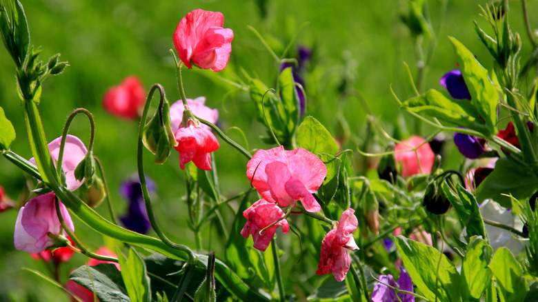 Sweet pea flowers in garden