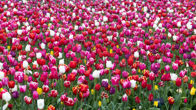 Large field of tulips