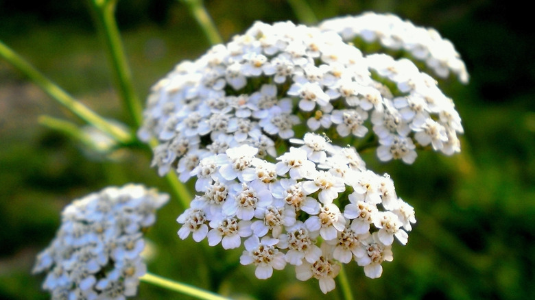 White cluster of yarrow flowers 