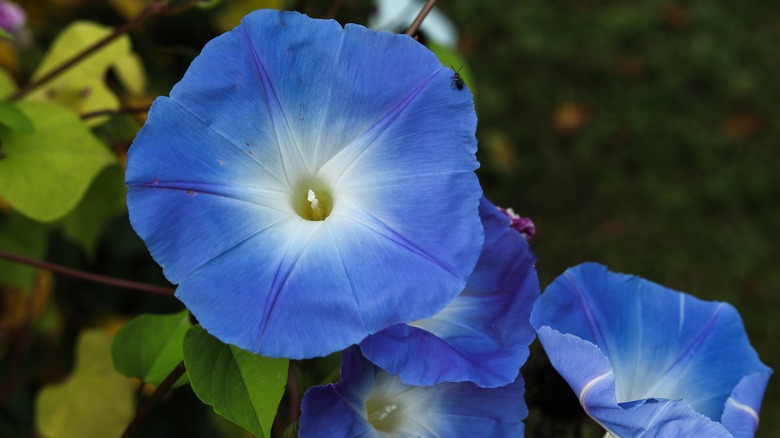 Morning glory blooms