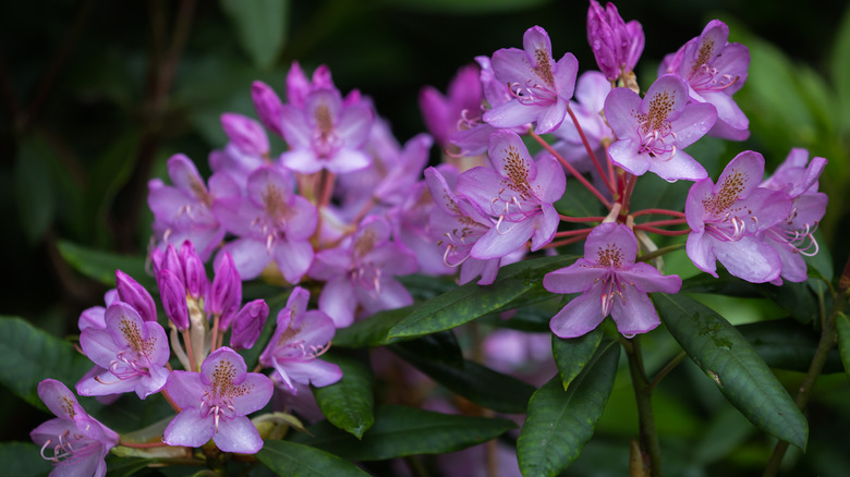 Rhododendron blooms 