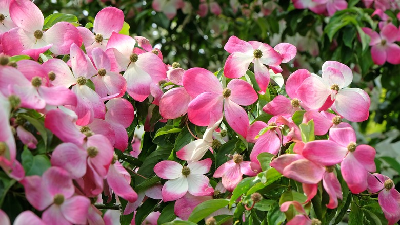 Flowering dogwood blooms