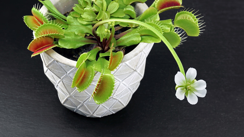 Potted Venus fly trap