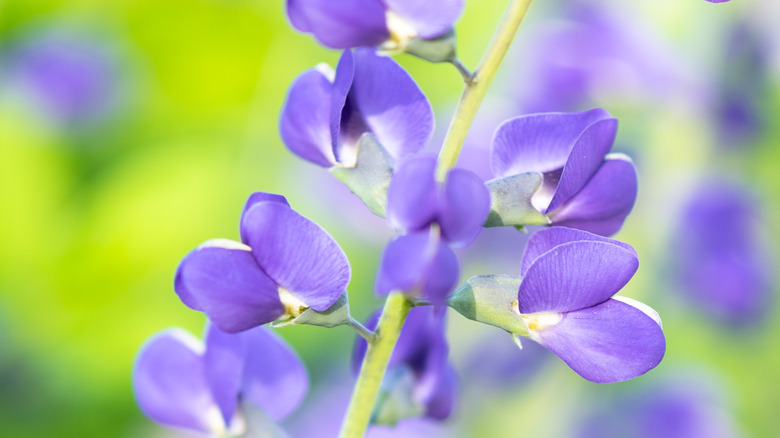 False indigo blooms