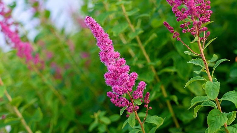 Pink buddleja davidii