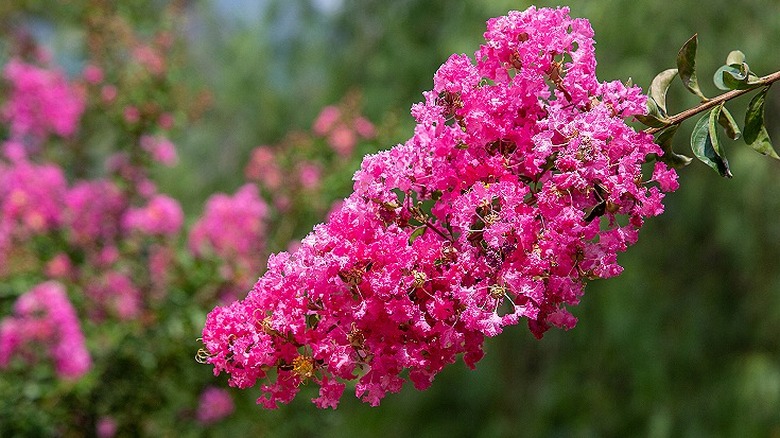 Pink crape myrtle