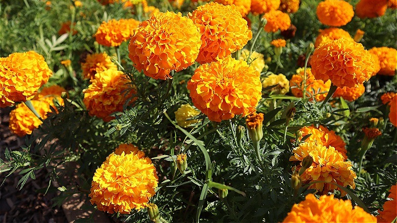 Field of marigolds