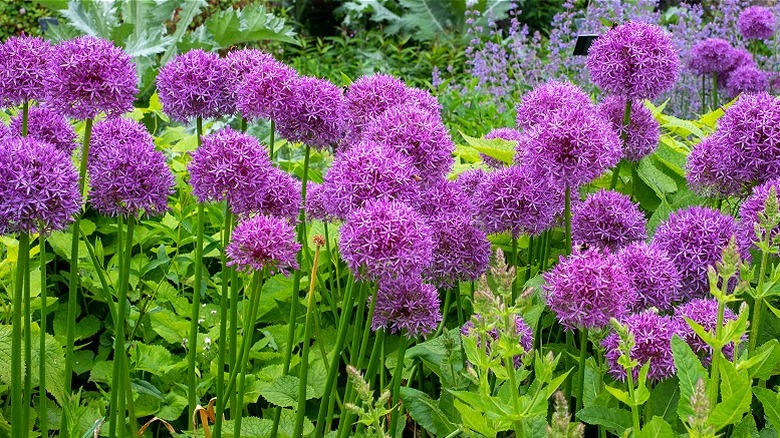 Purple alliums