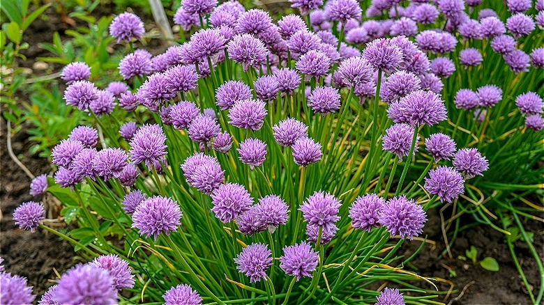 Blooming ornamental chives