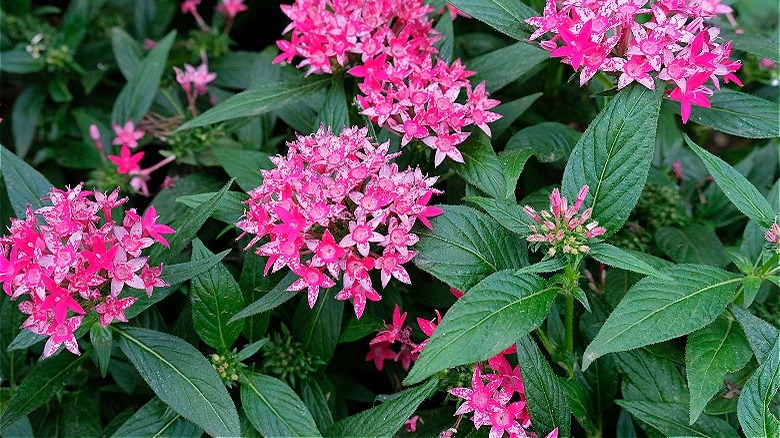 Pink egyptian starcluster