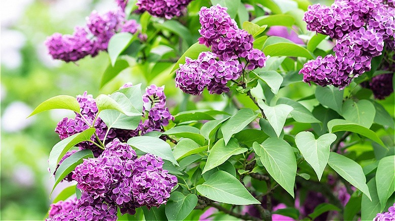 Large lilac blooming