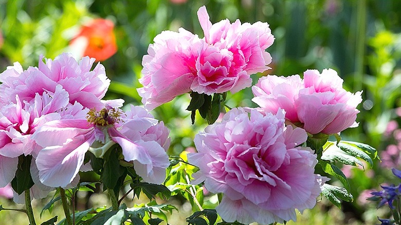 Pink peonies in bloom