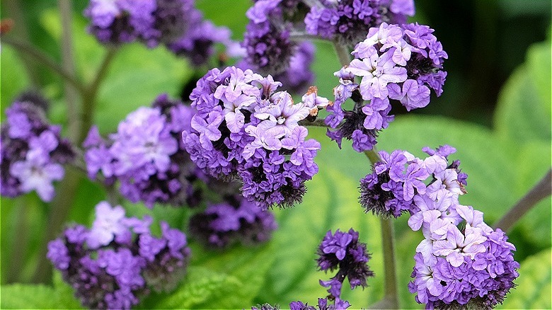 Purple heliotrope blooms