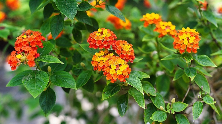 Warm-colored lantanas