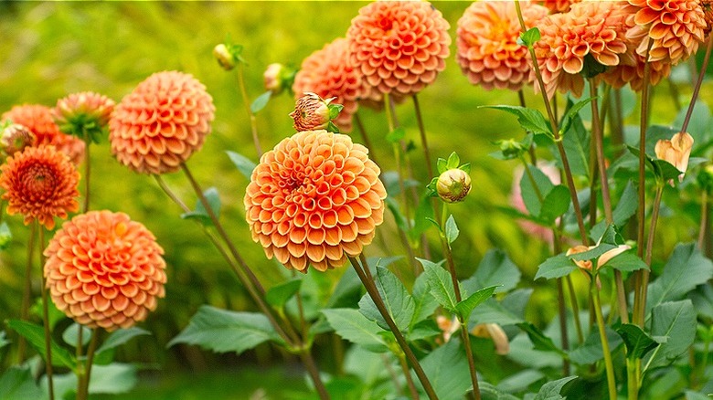 Orange ball dahlias