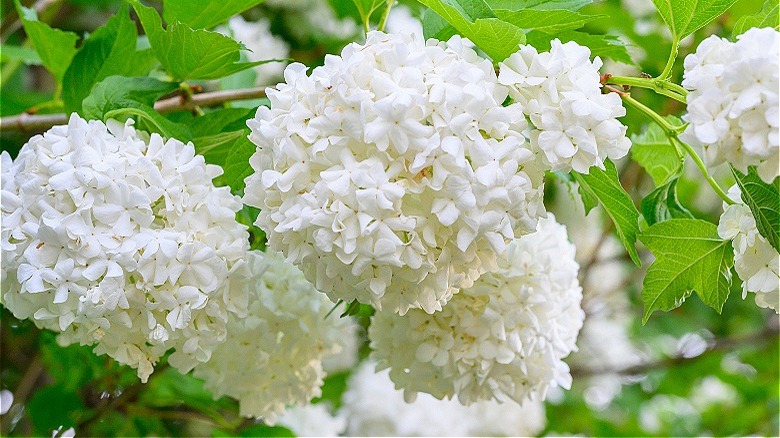 White snowball bush viburnum