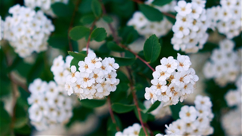 White silhouette spirea