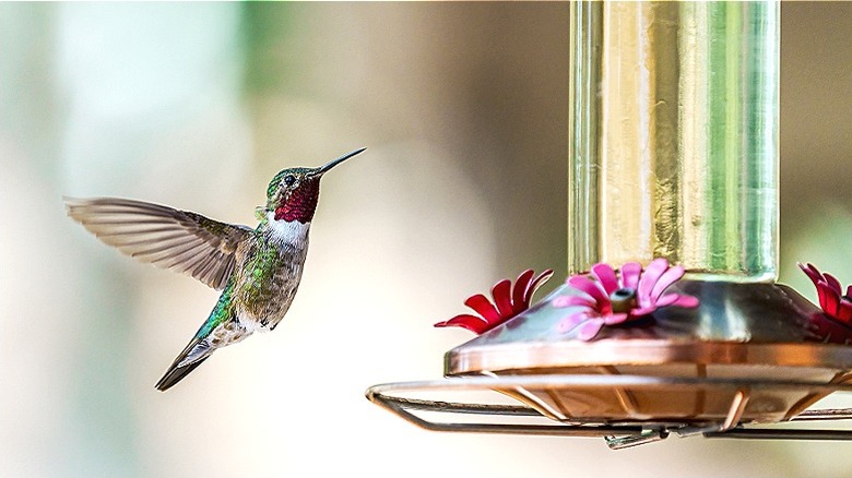 Hummingbird approaching feeder with nectar