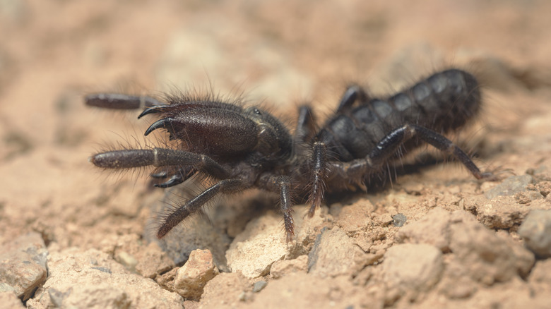 Camel spider walking on ground