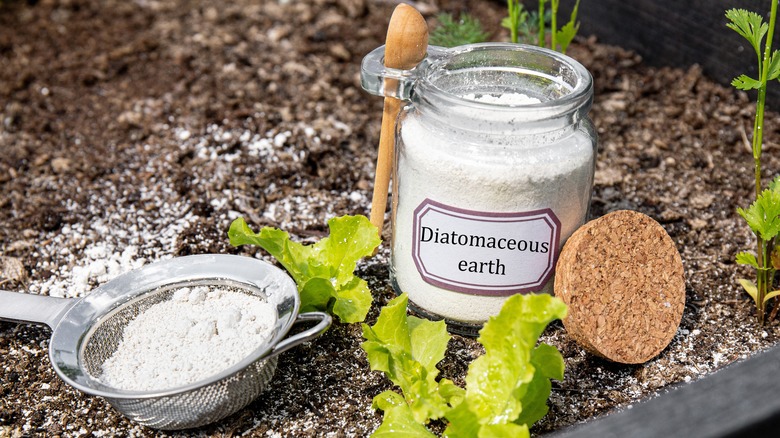 diatomaceous earth placed in gaden