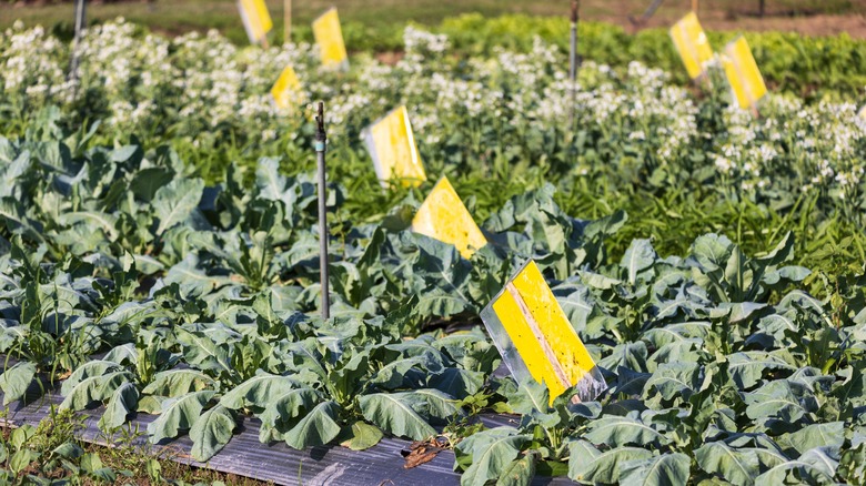 Sticky traps placed in vegetable patch