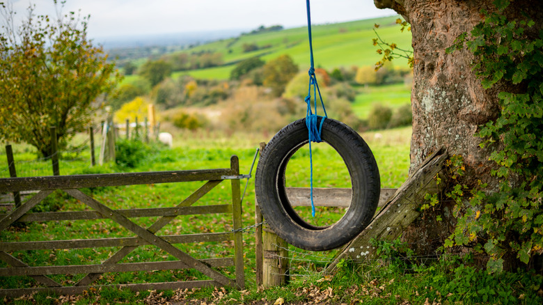 tire swing hanging from tree