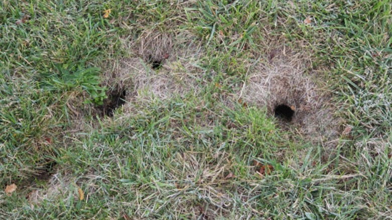 holes from gophers in grass