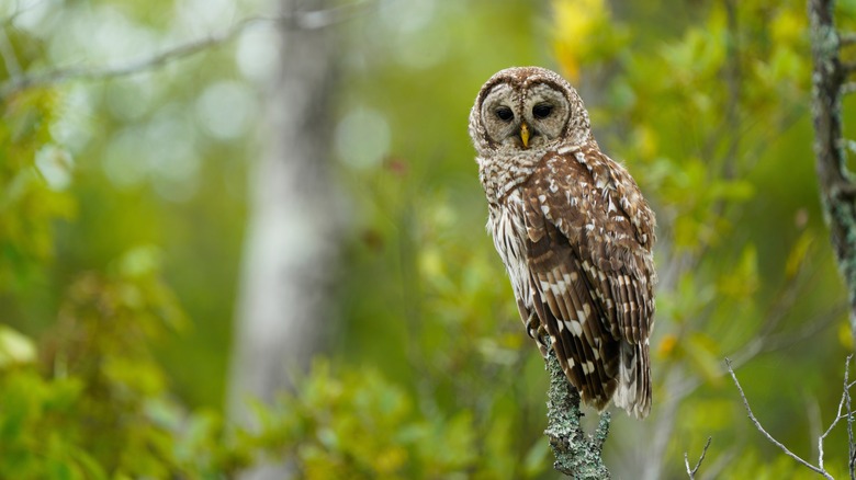 owl perched on branch