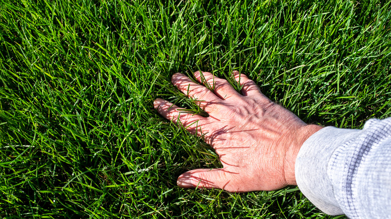 Hand touching lush grass