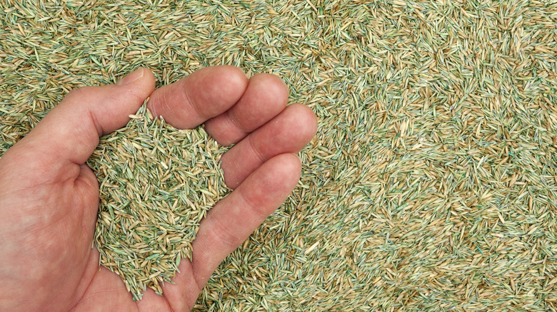 Hand holding grass seeds