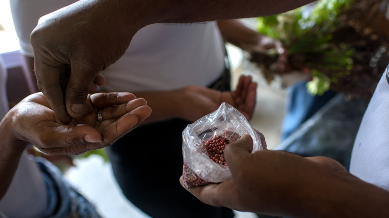 Handing out seeds