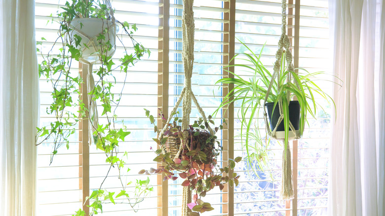 Plants hang in a window.