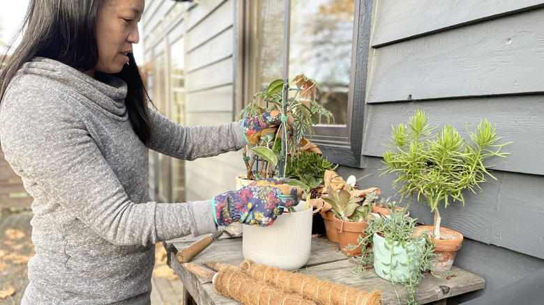 A woman is working with a houseplant supported by a small trellis.