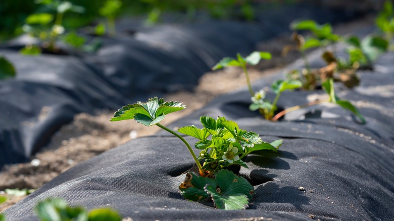 Plants with black plastic mulch